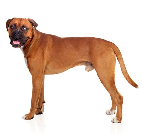 Boxer Dog Breed Profile Information Dog Breeds Boxer Purina